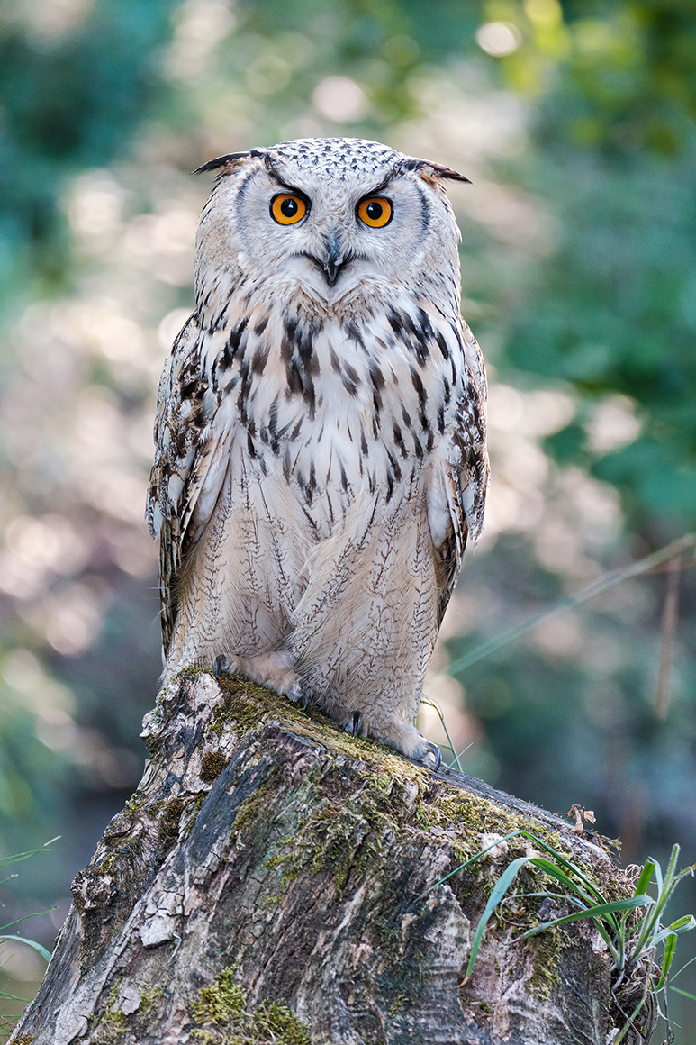 a057_remi_img05